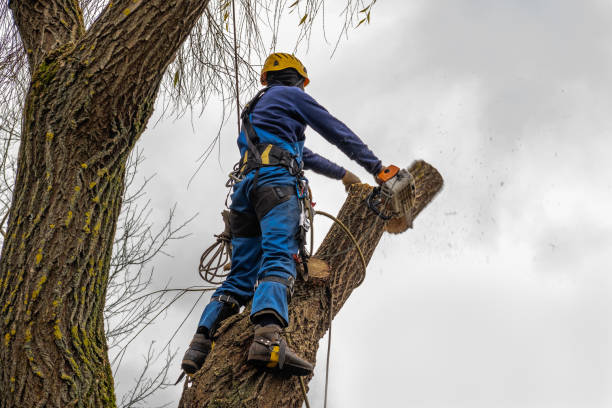 Best Local Tree Services  in USA